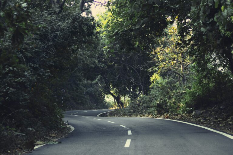 Strada fra gli alberi – Articolo 3